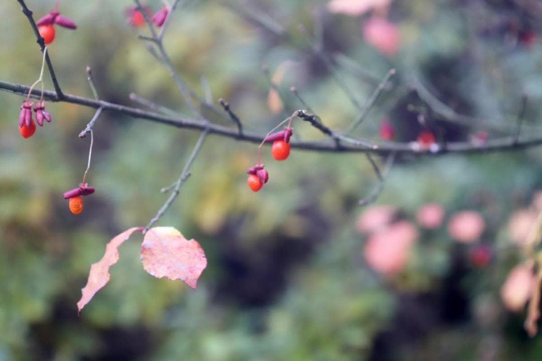レンズ(単焦点) Orthar 7.3cm F6.8 & Sekor 90mm F3.5