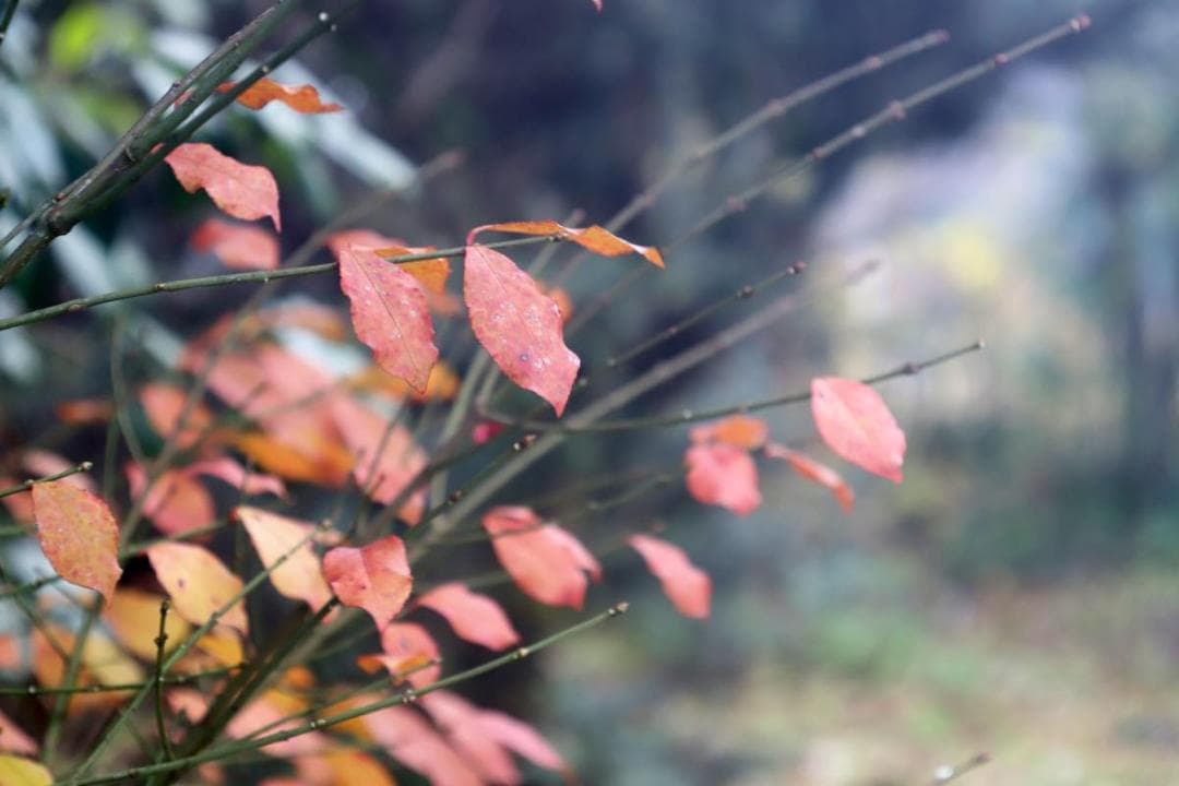 レンズ(単焦点) Orthar 7.3cm F6.8 & Sekor 90mm F3.5