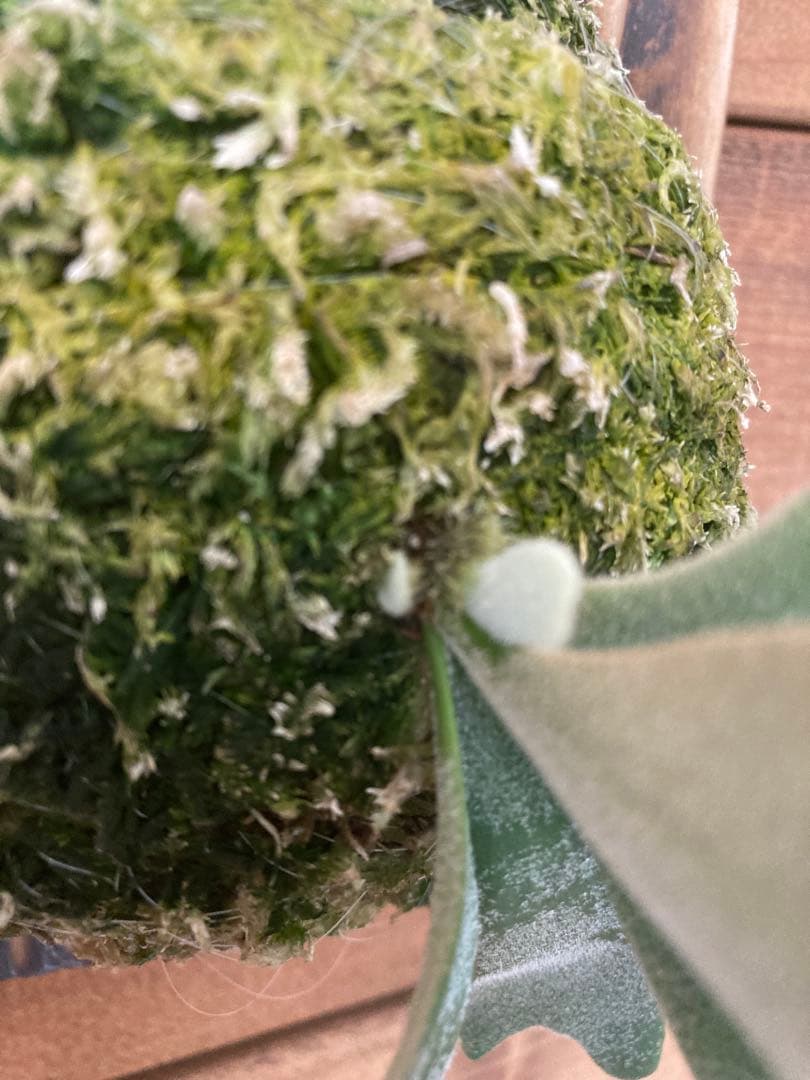 ビカクシダ ウィリンキー \"セーラーマーズ\" oc