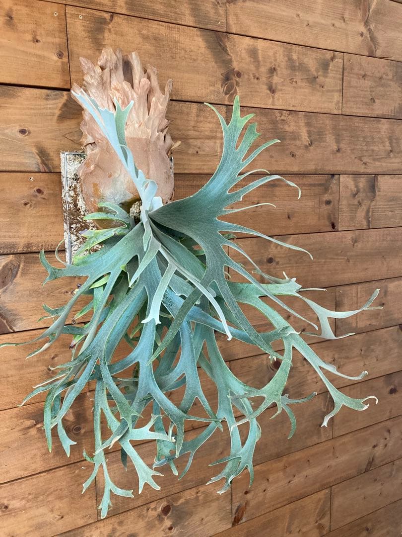 ビカクシダ ウィリンキー \"セーラーマーズ\" oc