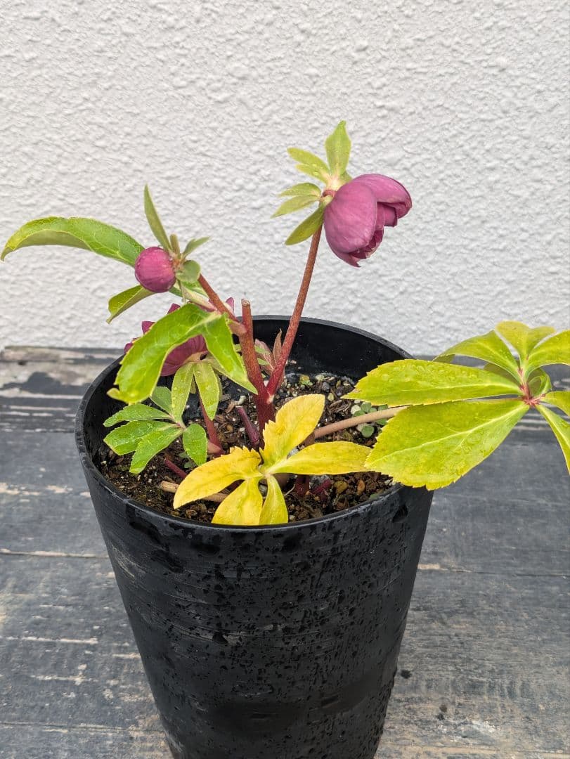 広瀬園芸 クリスマスローズ 【オーレア系レッドグラデーションdd