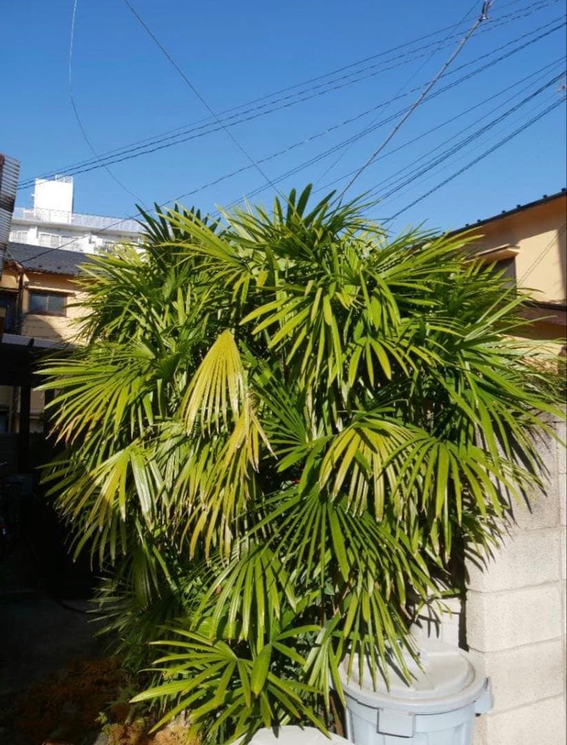 【訳あり】LUMIX G VARIO 14-140mm F3.5-5.6 Ⅱ型