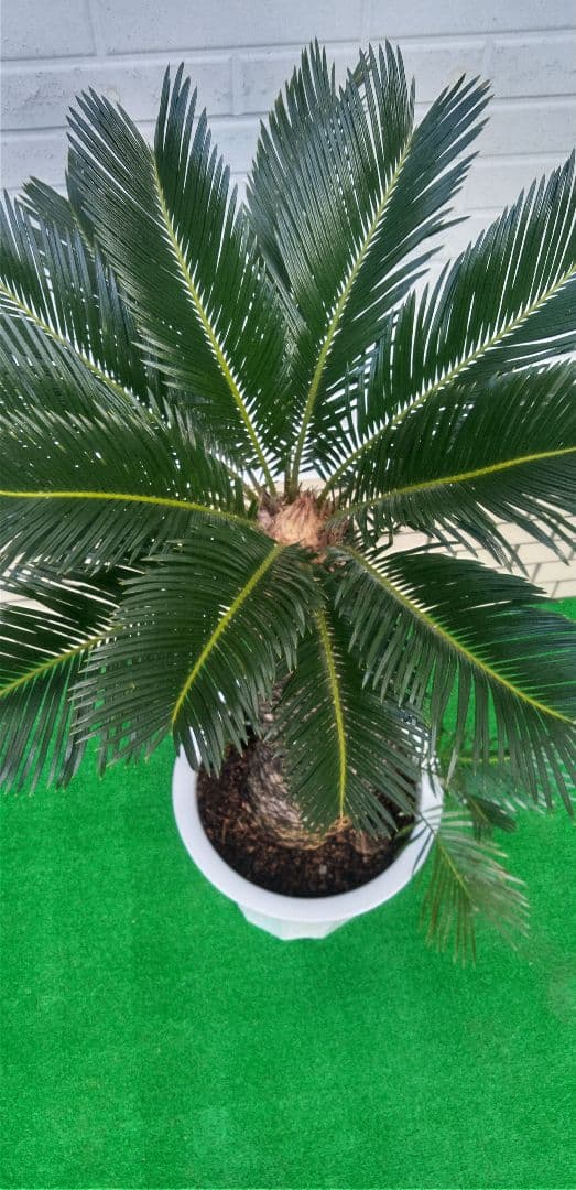m*️様 ソテツ 高さ(鉢底から)1.05メートル 10号プラ鉢