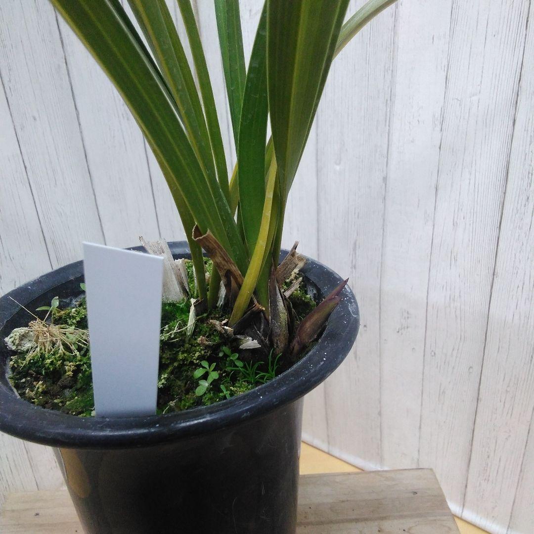 蜜蜂蘭 キンリョウヘン 常盤錦 花芽付 4号鉢 2個セット - メルカリ