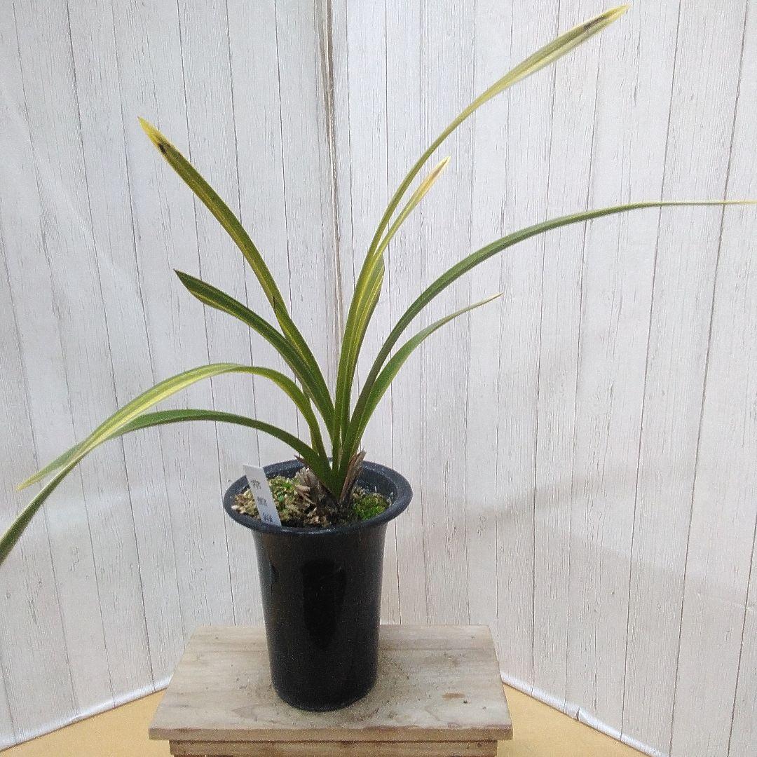 蜜蜂蘭 キンリョウヘン 常盤錦 花芽付 4号鉢 2個セット - メルカリ