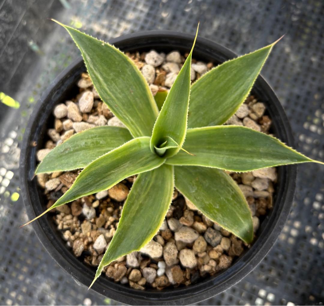 メルカリ便発送‼︎ ブルーフレーム 縞斑 鉢付き発送‼︎ - メルカリ