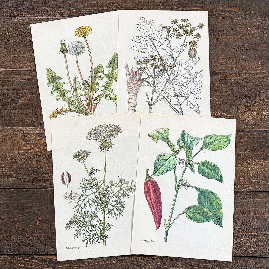 7種類の図鑑]ヨーロッパ ヴィンテージ 植物画22枚セット01 ボタニカル