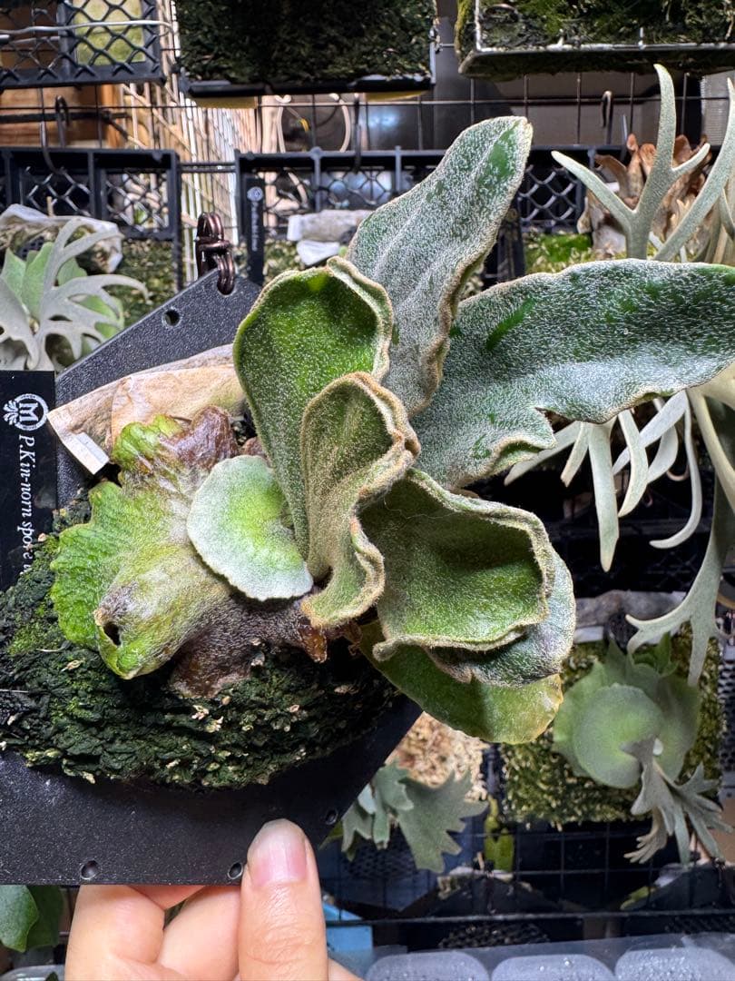 kin-norn spore thick leaf#2 pup