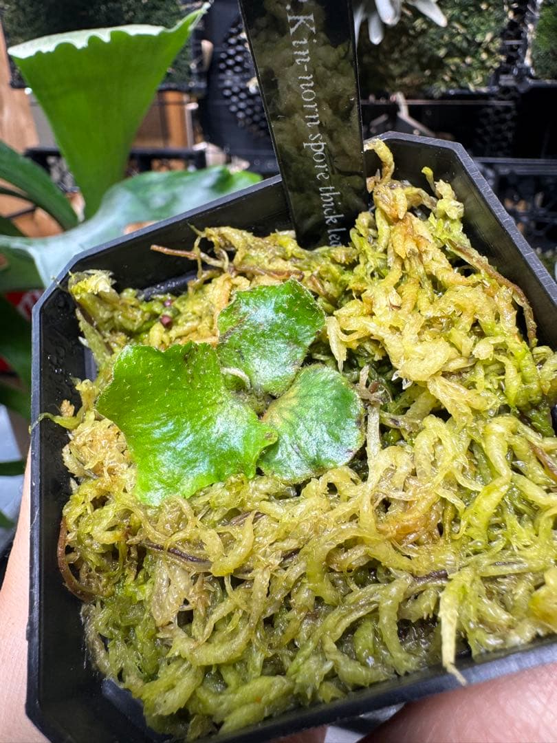 kin-norn spore thick leaf#2 pup