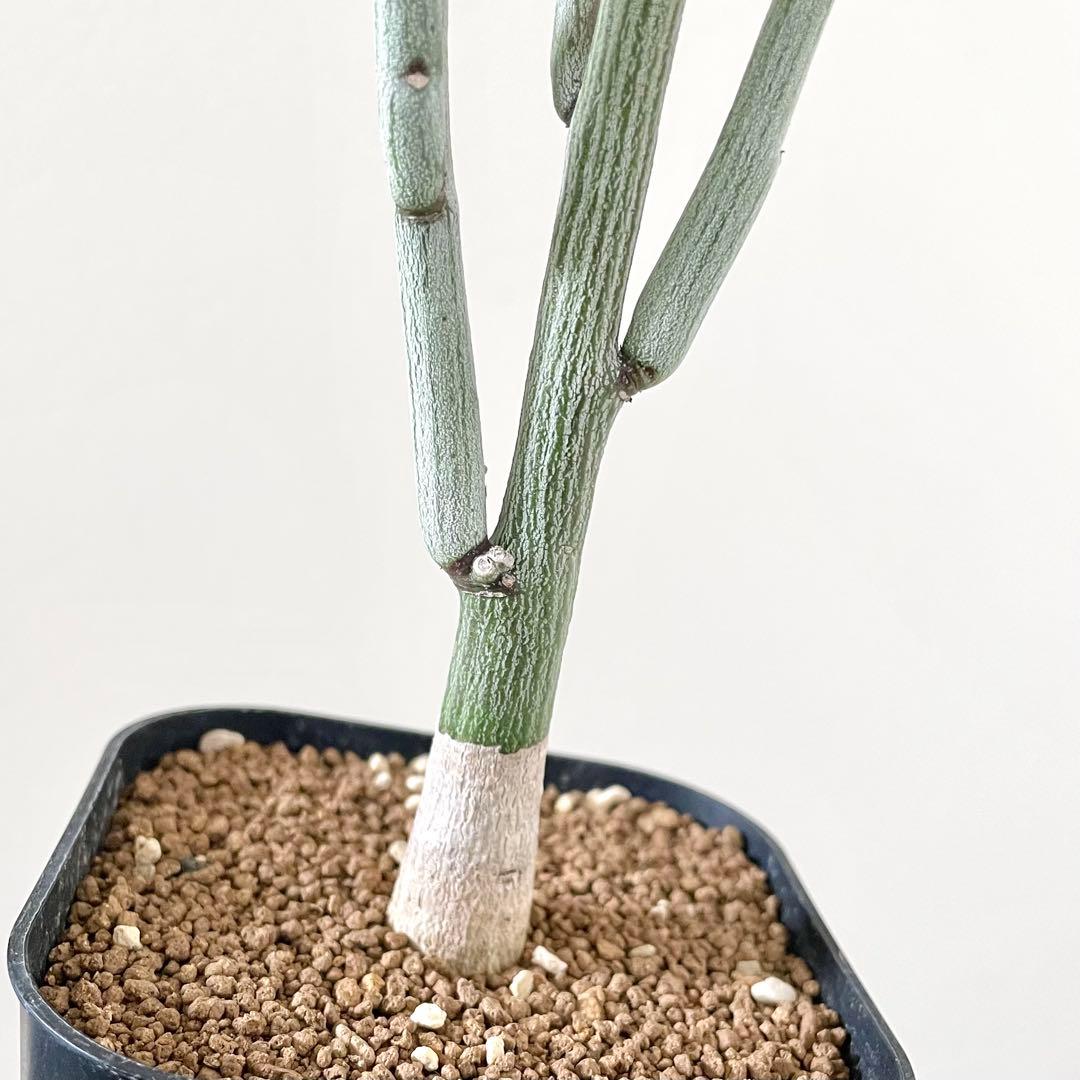 y*3様 美株 アデニア ペチュエリー 挿し木 発根済み - メルカリ