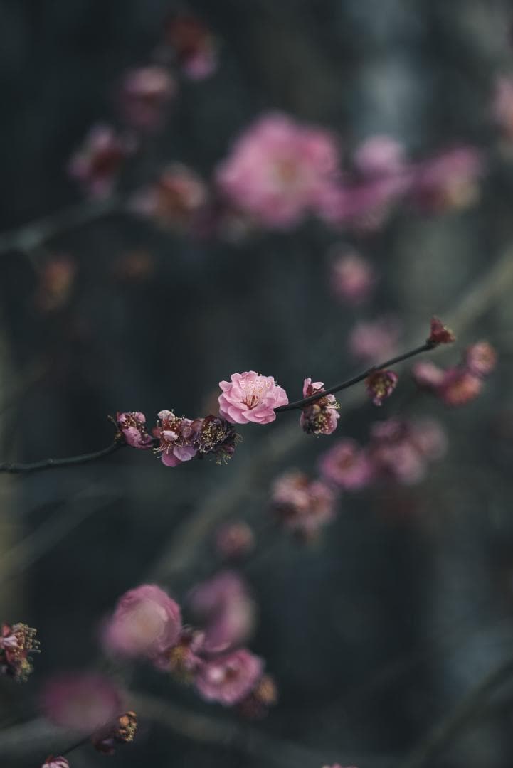 木村文乃使用モデル！Leica Elmarit 90mm F2.8 ケース付き！木村文乃