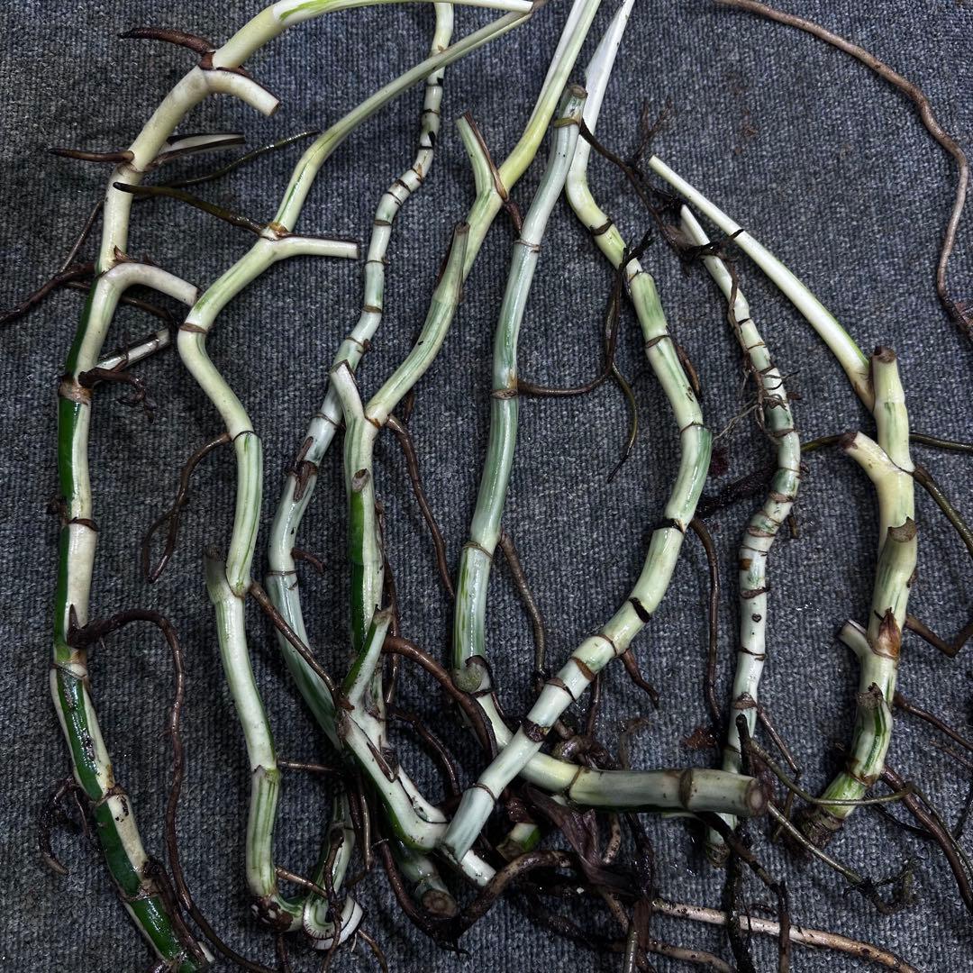 超*✿様 斑入りモンステラホワイトタイガー茎8株おまとめ モンステラ ホワイトタイガーの育て方（ボルシギアナの細かい白斑品種