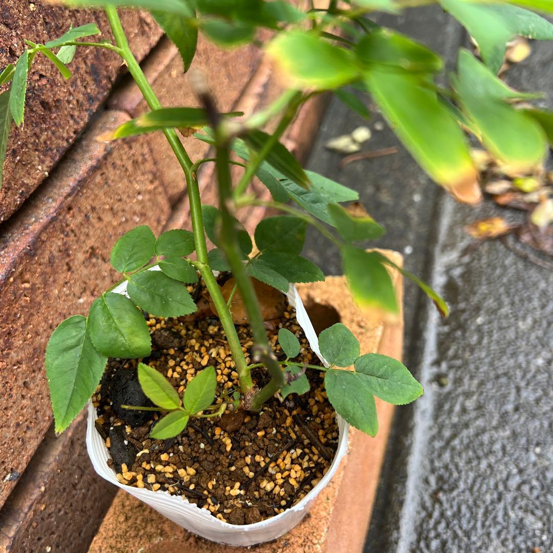 ローラダボー(フランス)挿木2年生苗