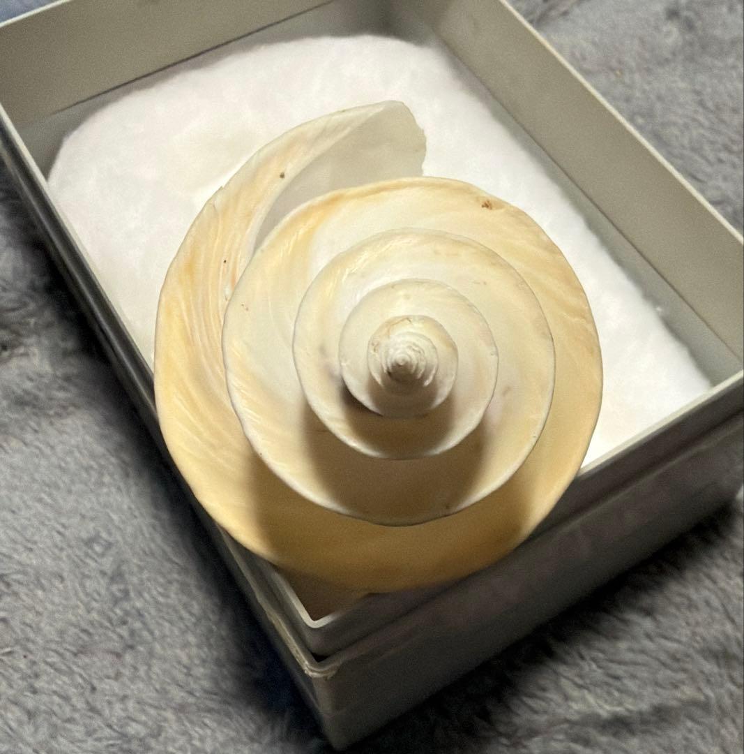 超特大)チマキボラ 貝殻 標本 110mm クダマキガイ科 - メルカリ