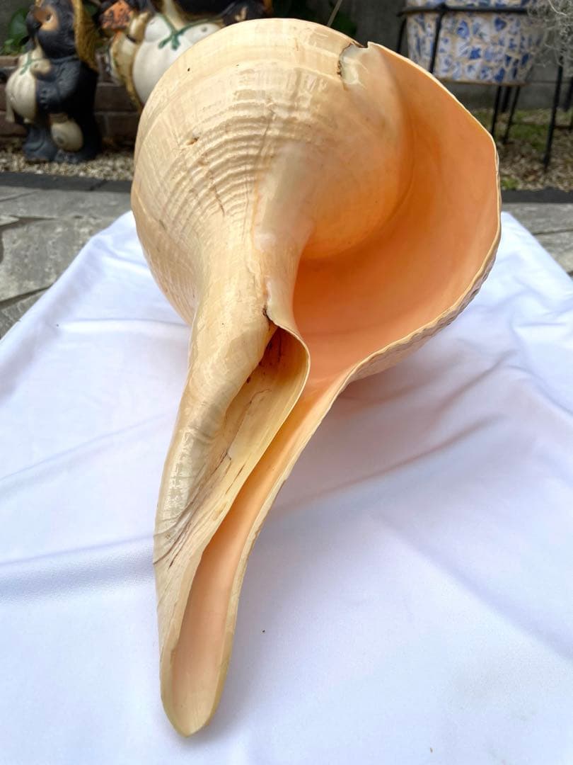 超特大54cm 世界最大級 法螺貝 アラフラオオニシ 修験道 山伏 置物