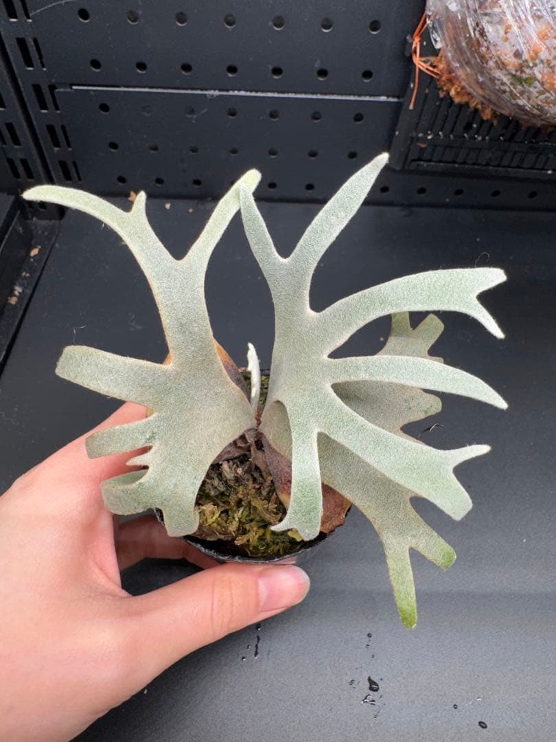 ヒ*ロ様 【平凡之鹿】YMDS Totoro HHRナーセリータグ付け #078 平凡之鹿】YMDS Totoro HHRナーセリータグ付け #077