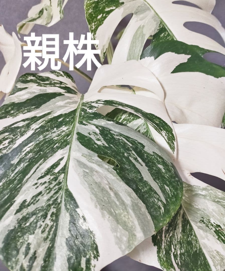 極美斑入りモンステラ トップカット 3芽 ホワイトタイガー