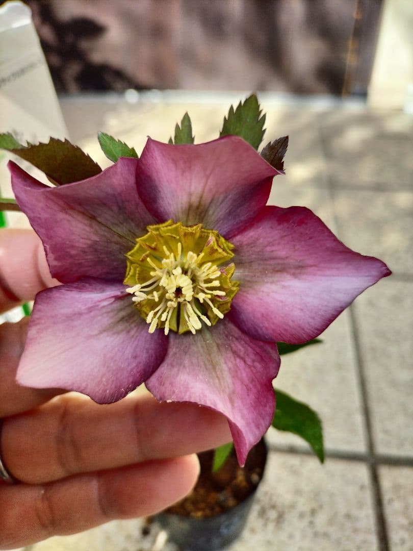 クリスマスローズ苗② クリスマスローズ - メルカリ