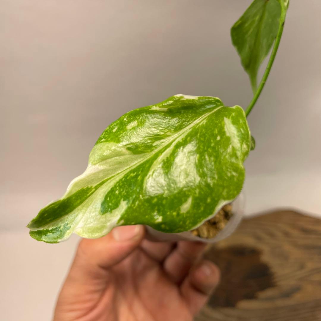 S*L様 a 38品種保証 【希少】モンステラ・エレクトロライト 美株