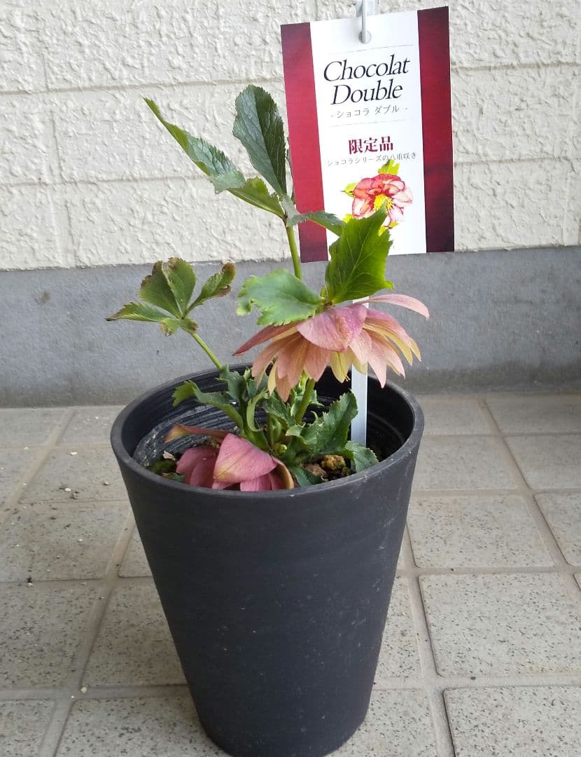 クリスマスローズ 大木ナーサリー foujita フジタ ss 未株分け 6号