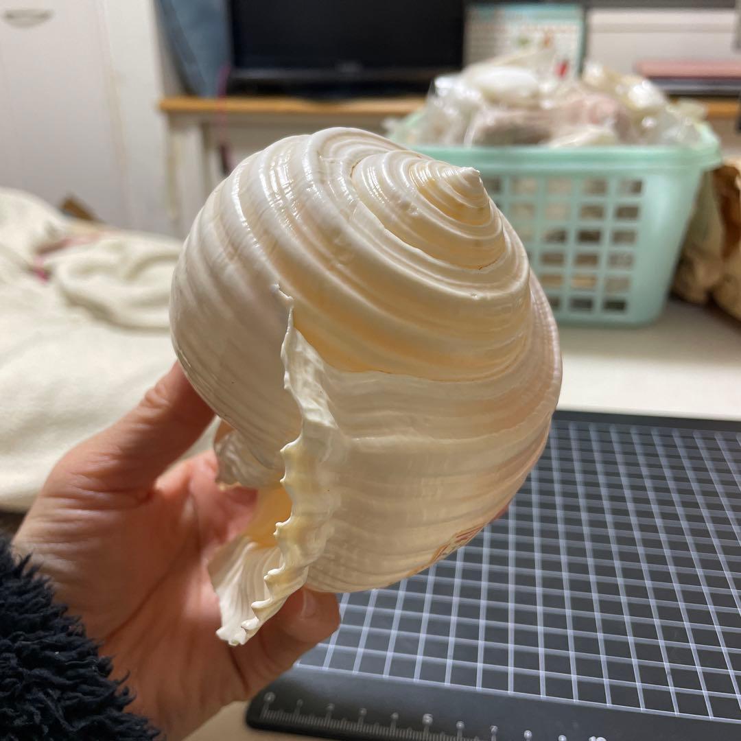 エマイトキワガイ 貝殻 標本