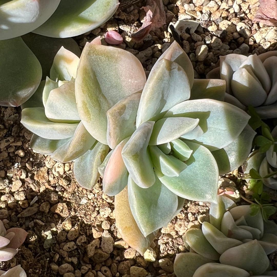 多肉植物 ラブリーローズ錦➅ 抜き苗 - メルカリ