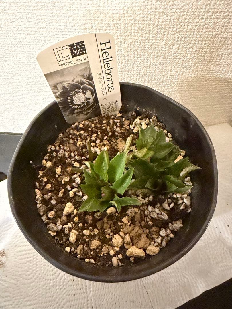 クリスマスローズ、クレオパトラ、ラベル付き、ダークレッド - メルカリ