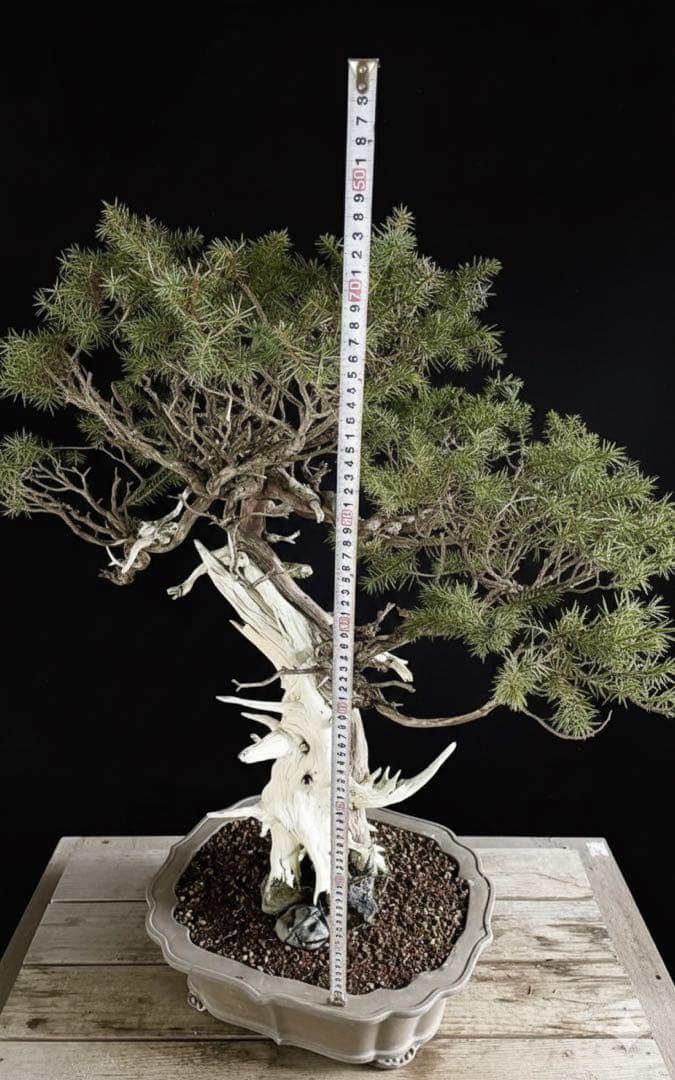 希少！山採り 杜松 展示会 イボジン 真柏 大品 - メルカリ