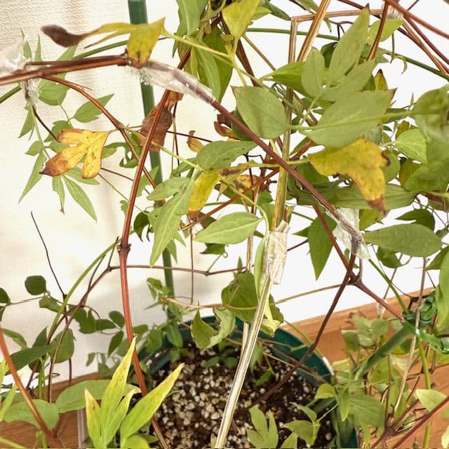 クレマチス 流星 苗 正規品 及川フラグリーン 3年生苗 - メルカリ