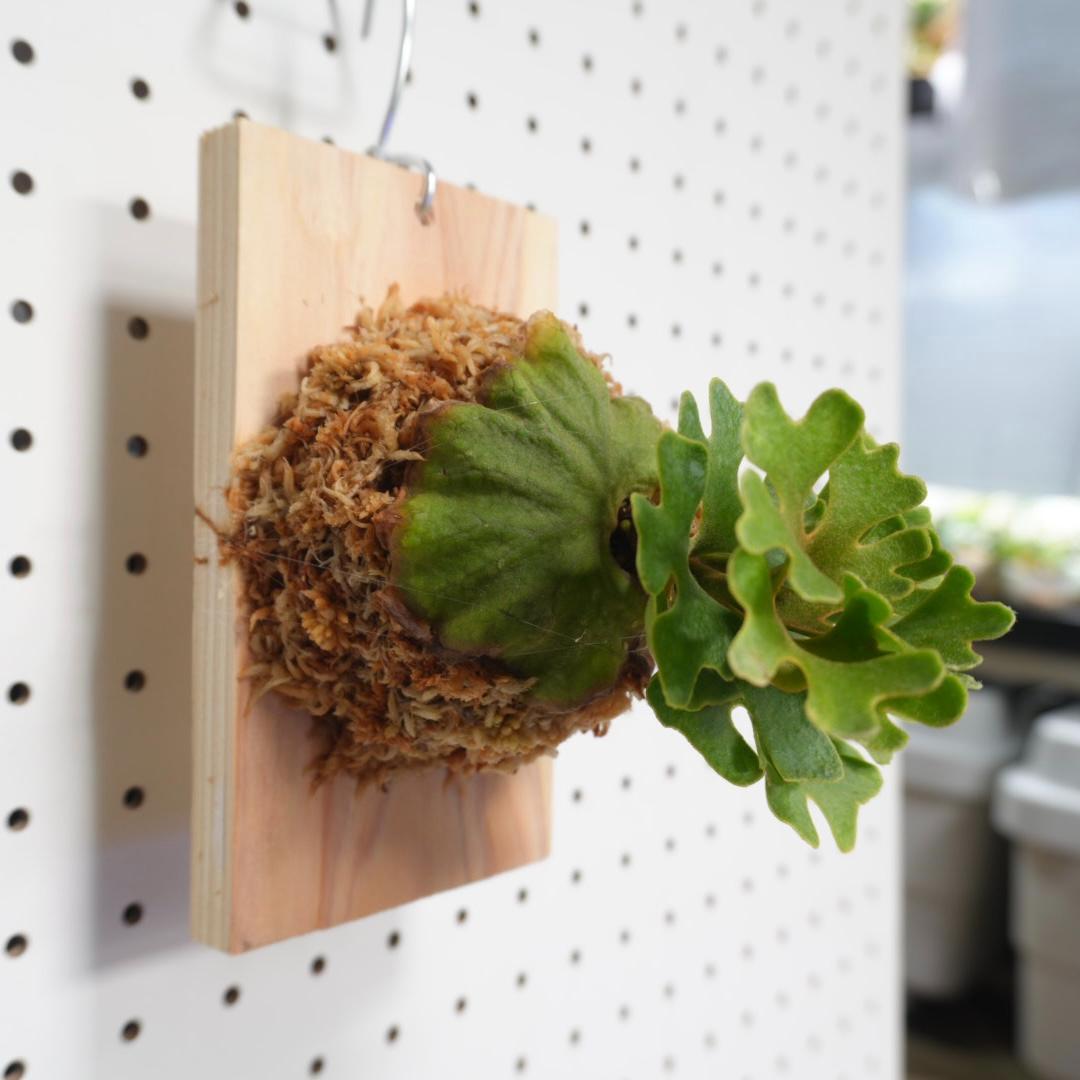 ビカクシダ リドレイ ドワーフ シルバー 板付 R-3 - メルカリ