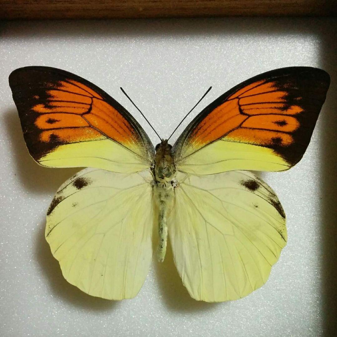 ヒイロツマベニチョウ 蝶 標本 アンティーク調 - メルカリ