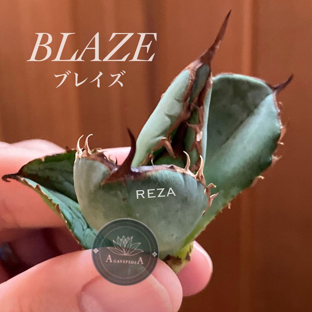 イラン株【REZA】③アガベ チタノタ ブレイズ BLAZE - メルカリ