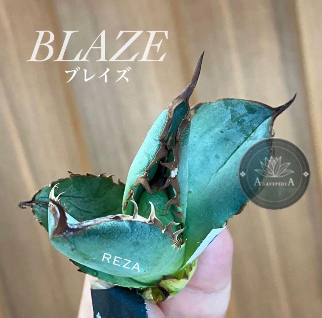 イラン株【REZA】③アガベ チタノタ ブレイズ BLAZE - メルカリ