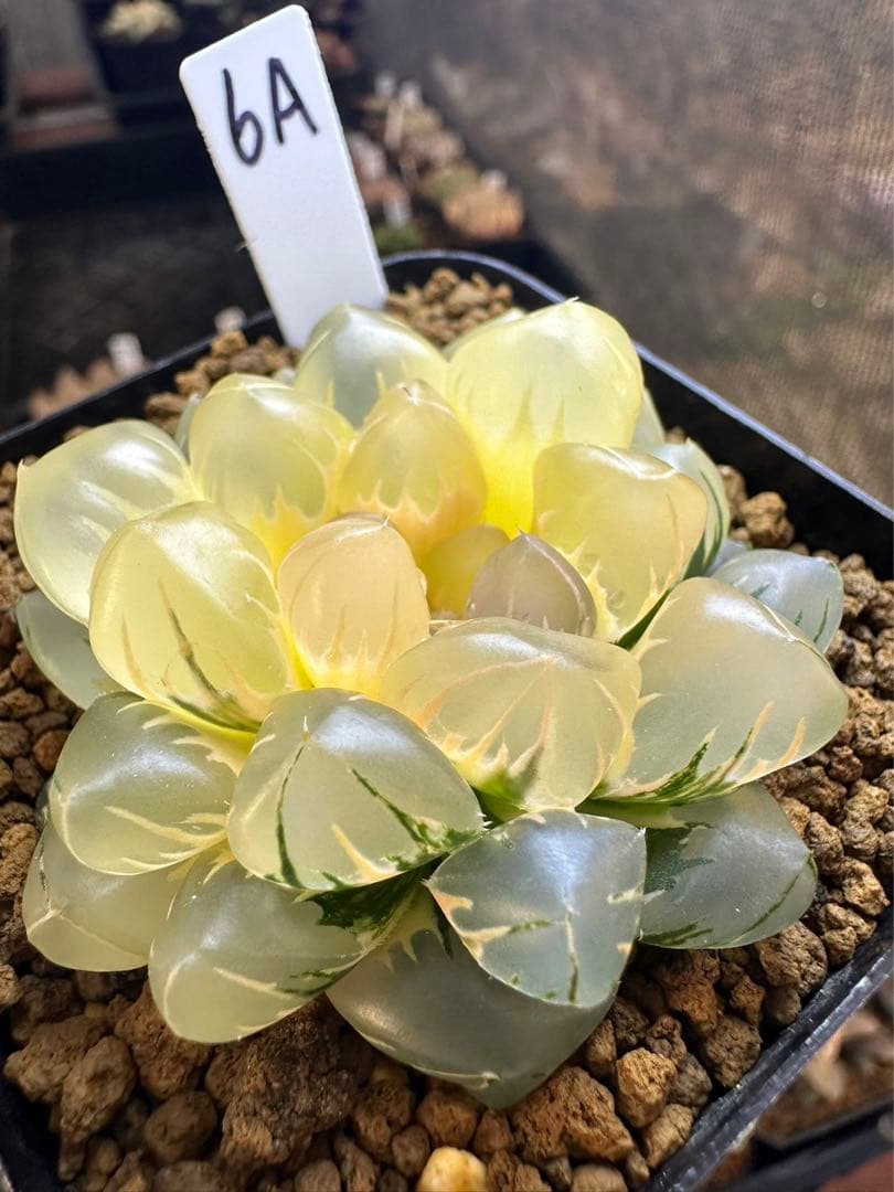 6A ハオルチア 多肉植物 水中月オブツーサ錦糊斑 自家繁殖 - メルカリ