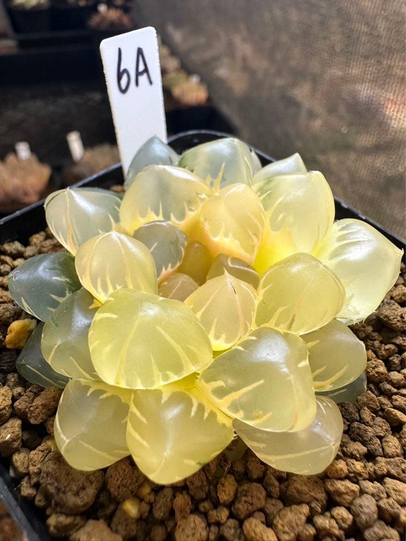 6A ハオルチア 多肉植物 水中月オブツーサ錦糊斑 自家繁殖 - メルカリ