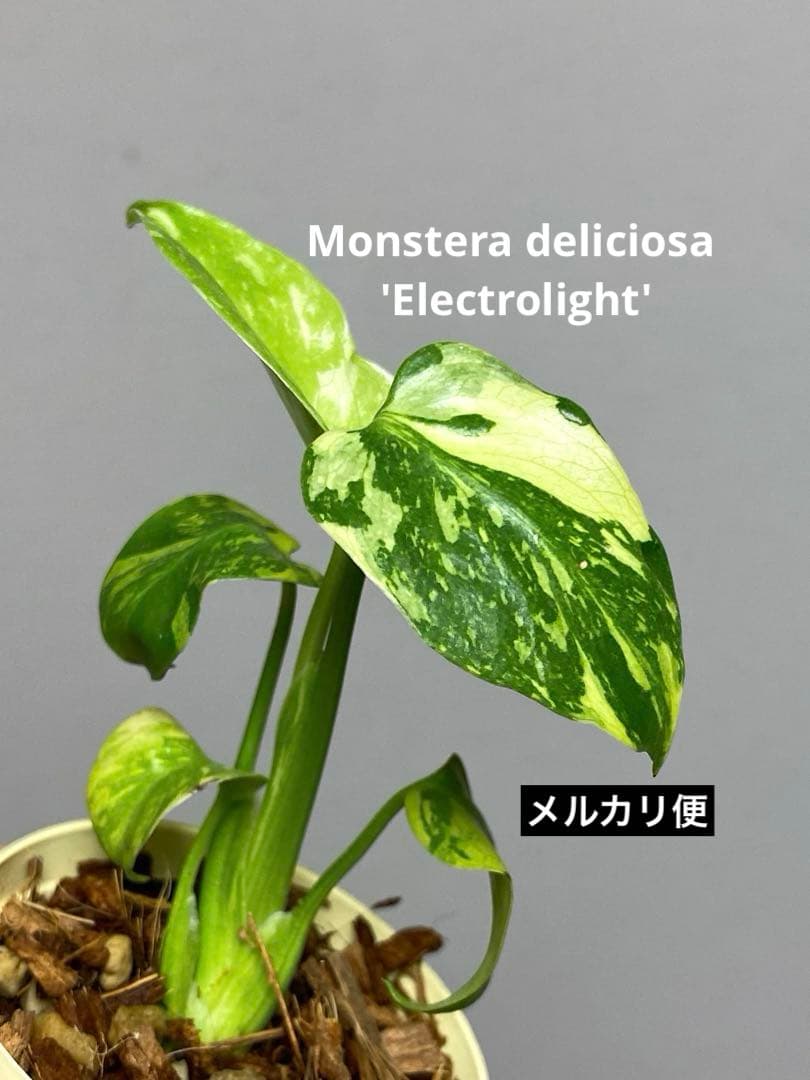 山*本様 ③【超希少‼️】モンステラ　エレクトロライト　斑入り　レア　人気　メル 超美株✨超希少‼️】モンステラ エレクトロライト 斑入り レア 人気