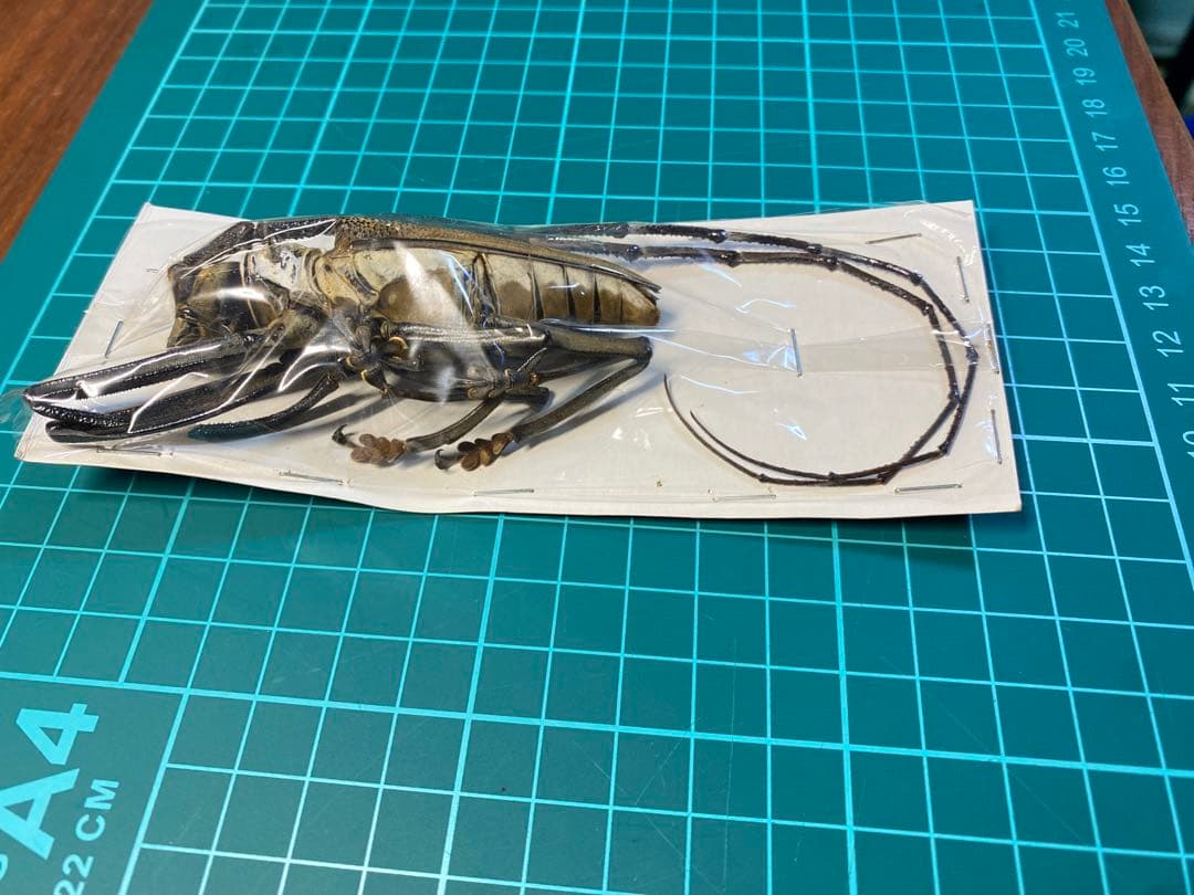 44特大・希少 ウォーレスシロスジカミキリ80mmup - メルカリ