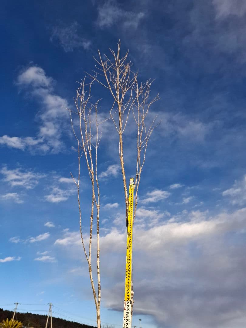 アオダモ　山彩り　ーーアオハダ、モミジ、カエデーー