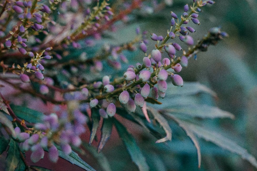 レンズ(ズーム) 18-300mm F/3.5-6.3 Di III-A VC VXD