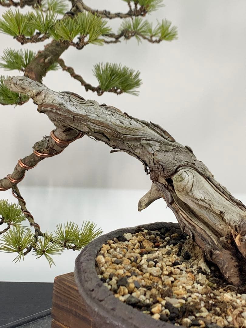優美な枝振りの半懸崖五葉松　竜岳南蛮鉢（検索/文人　赤松　真柏　サバ幹　盆栽）