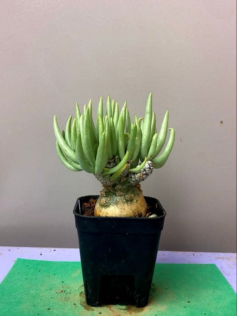 《2.5号OB》チレコドン ベアルソニー