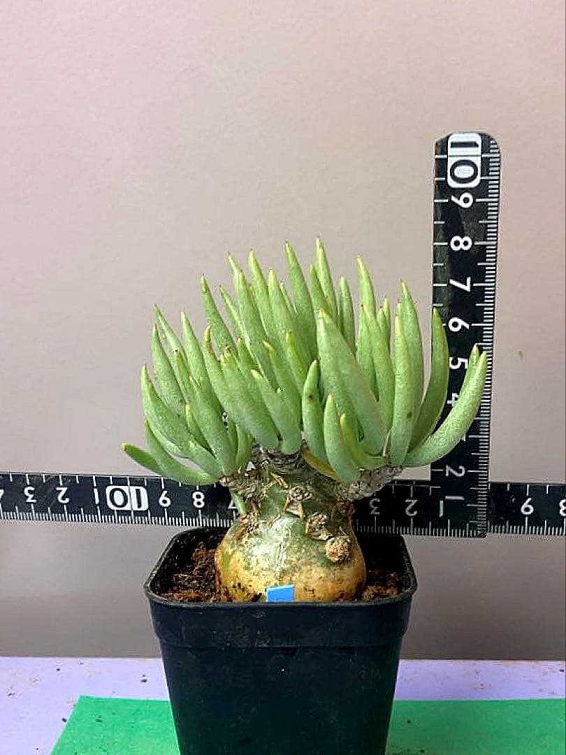 《2.5号OB》チレコドン ベアルソニー