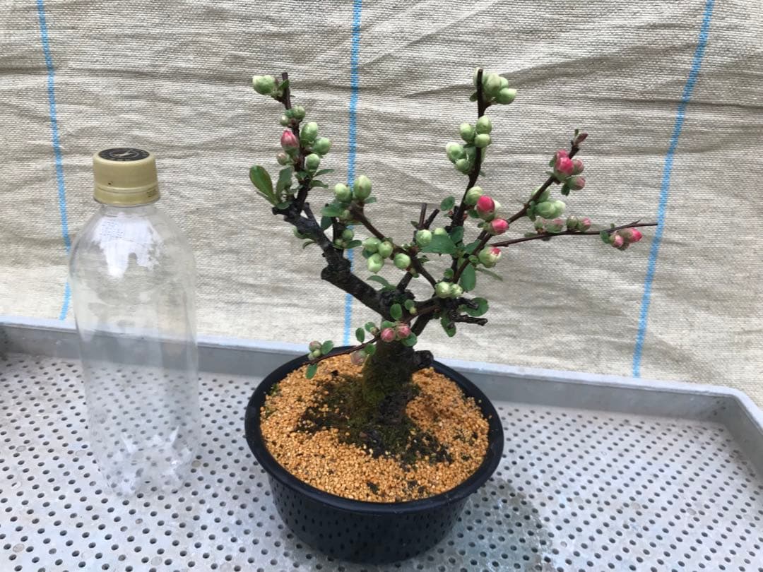 木瓜(ボケ)・放春花 日月星 5寸(咲分け保証品) - メルカリ