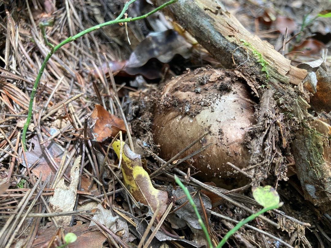 松茸 北海道 300g ⑤ 国産 国産まつたけ 300g | すべての商品 | ますちー