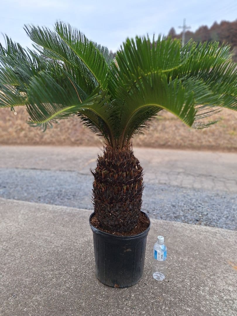 ご注意) 葉を切っての発送になります。 ソテツ 蘇鉄 極太 美株 - メルカリ