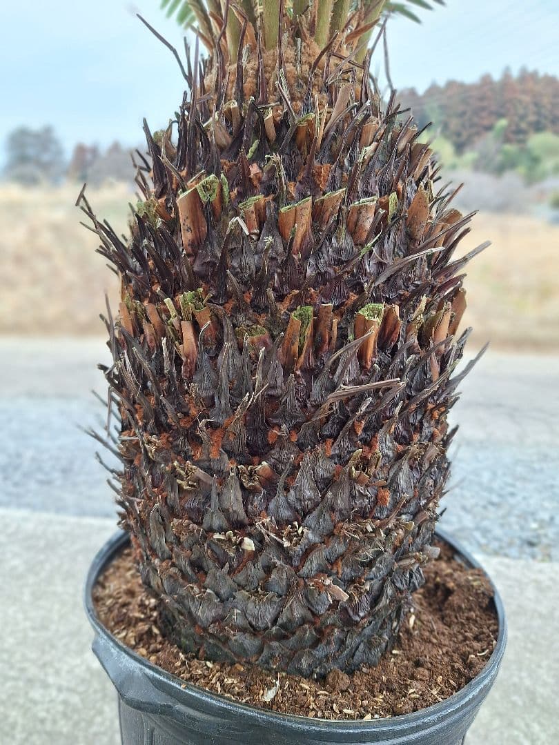 ご注意) 葉を切っての発送になります。 ソテツ 蘇鉄 極太 美株 - メルカリ