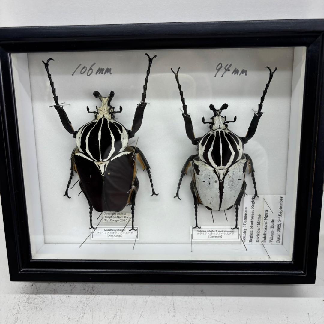 M◇ゴライアスオオツノハナムグリ 2頭 昆虫標本 - メルカリ