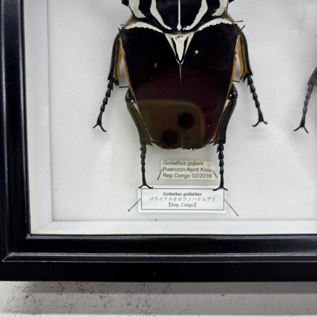 M◇ゴライアスオオツノハナムグリ 2頭 昆虫標本 - メルカリ