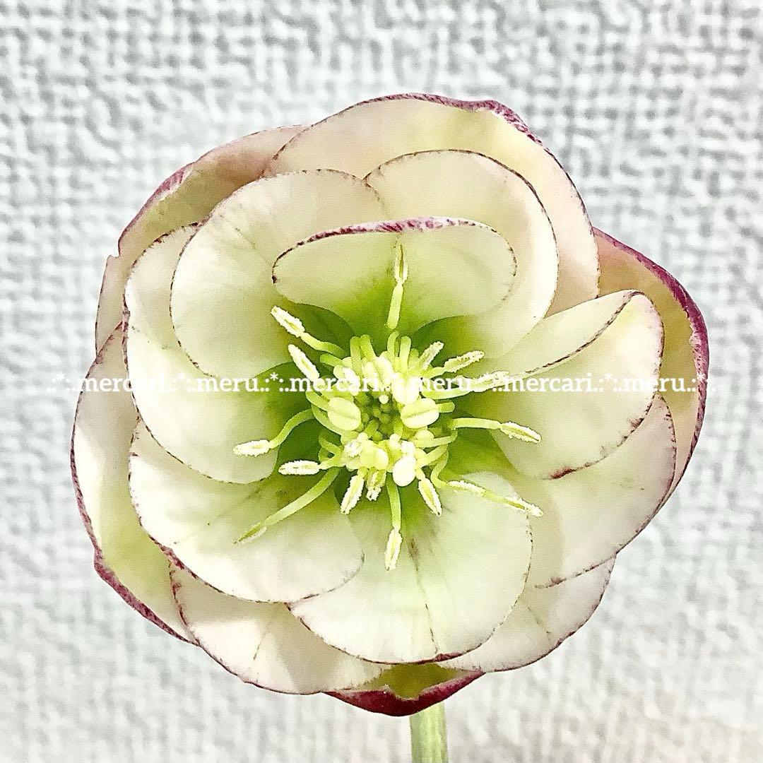 種 5粒✿クリスマスローズ☆'25 手毬交配小輪ddクリームアプリコット