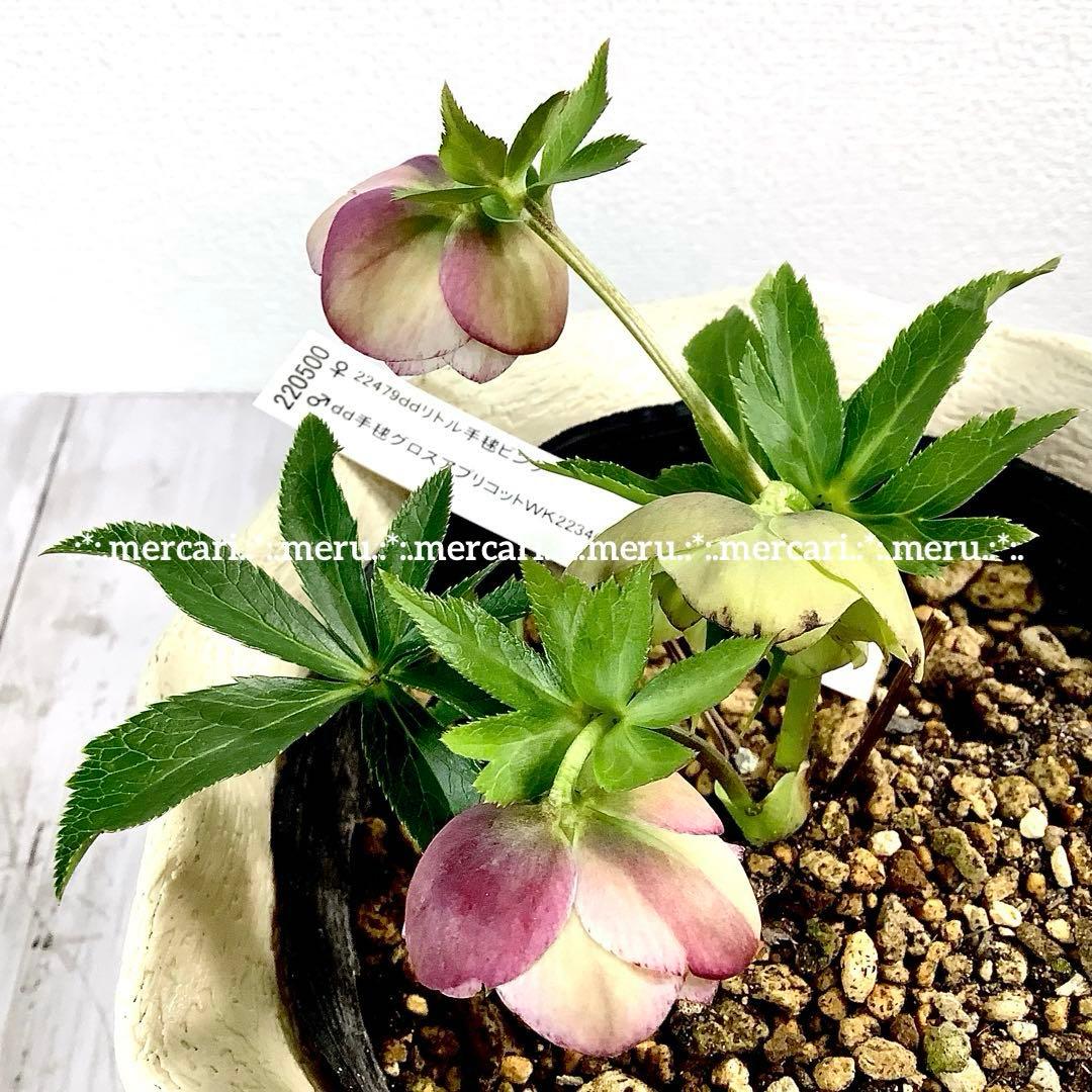 種 5粒✿クリスマスローズ☆'25 手毬交配小輪ddクリームアプリコット